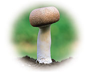 pict_lineup_agaricus_02