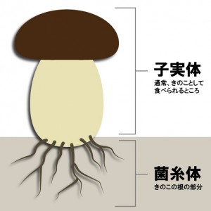 仙生露にはアガリクスの「子実体」を使用